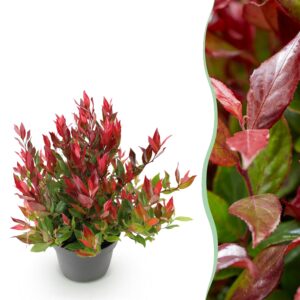 thumbnail_6000-1120.jpg Leucothoe Little Flame - Rood - Groenblijvend - Weinig Onderhoud