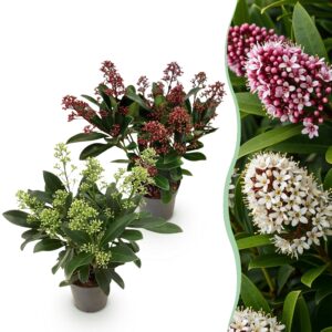 Skimmia japonica Duo - Bloem Wit & Rood - 10+ Bloemen - 2 Planten - Winterhard
