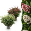 Skimmia japonica Duo - Bloem Wit & Rood - 40+ Bloemen - 2 Planten - Winterhard