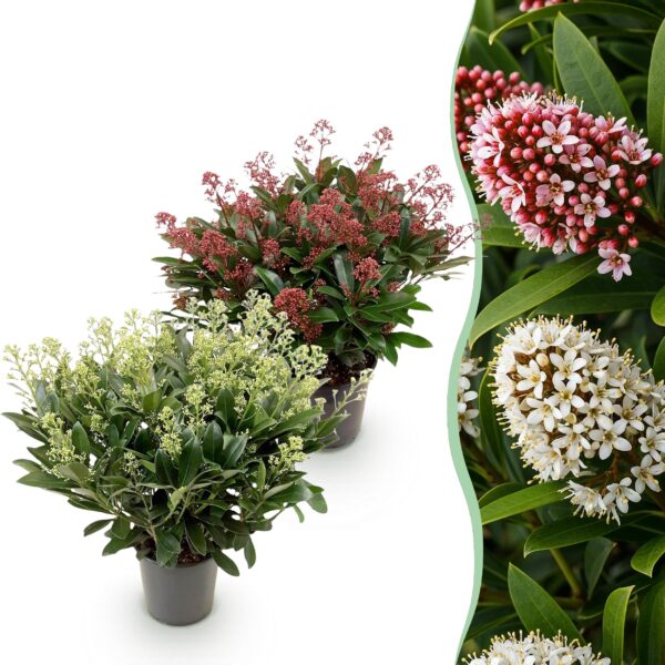 thumbnail_6000-1190.jpg Skimmia japonica Duo - Bloem Wit & Rood - 40+ Bloemen - 2 Planten - Winterhard