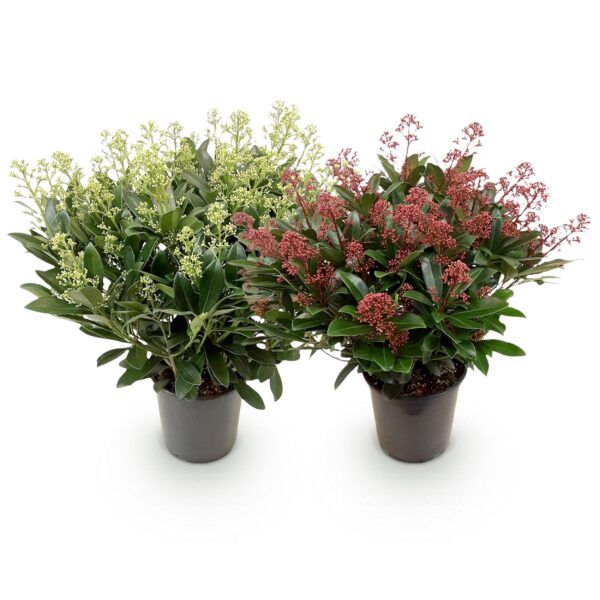 thumbnail_6000-1191.jpg Skimmia japonica Duo - Bloem Wit & Rood - 40+ Bloemen - 2 Planten - Winterhard