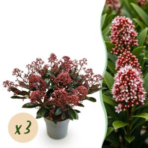 Skimmia japonica Rubella - Boem Rood - 15+ Bloemen - 3 Planten - Winterhard