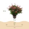 Skimmia japonica Rubella - Bloem Rood - 40+ Bloemen - 2 Plant - Winterhard