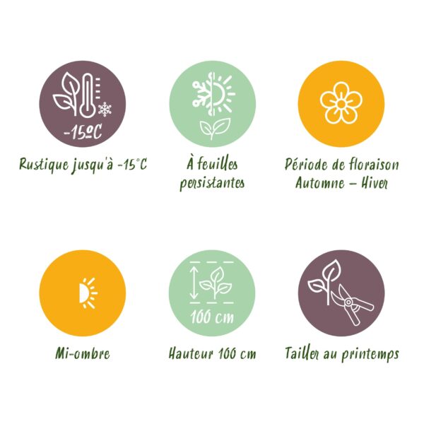 Skimmia japonica Rubella - Bloem Rood - 40+ Bloemen - 2 Plant - Winterhard