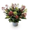 - Skimmia japonica Festival - Bloem Wit & Rood - 15+ Bloemen - Winterhard