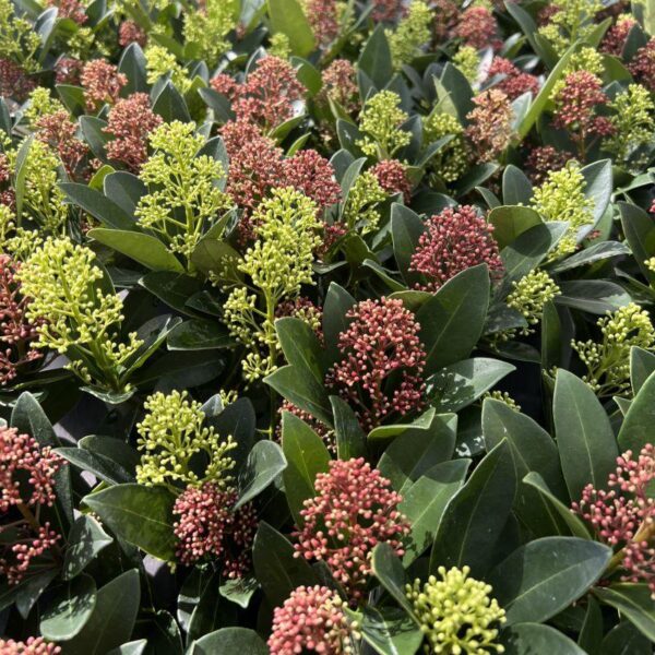 - Skimmia japonica Festival - Bloem Wit & Rood - 15+ Bloemen - Winterhard