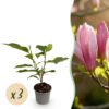 Magnolia Ricki - Bloem Rood - 3 Planten - Bladverliezend - Weinig Onderhoud