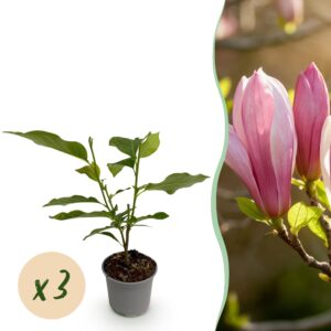 Magnolia Ricki - Bloem Rood - 3 Planten - Bladverliezend - Weinig Onderhoud