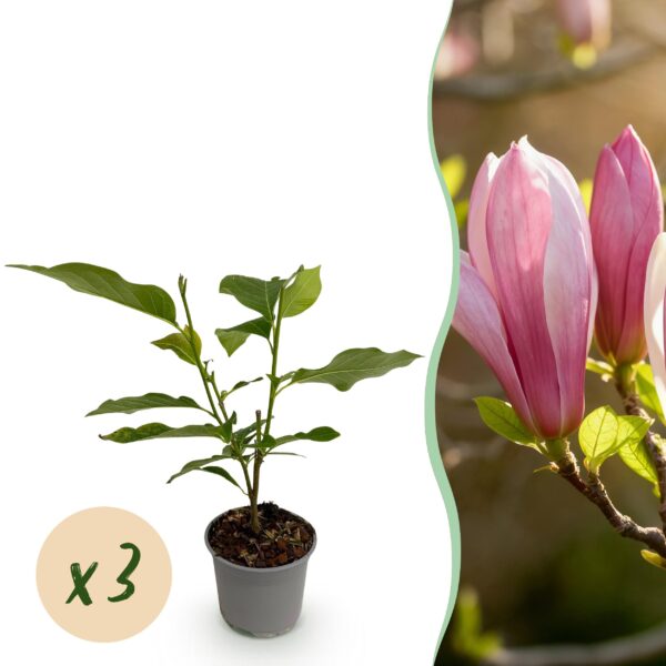 Magnolia Ricki - Bloem Rood - 3 Planten - Bladverliezend - Weinig Onderhoud