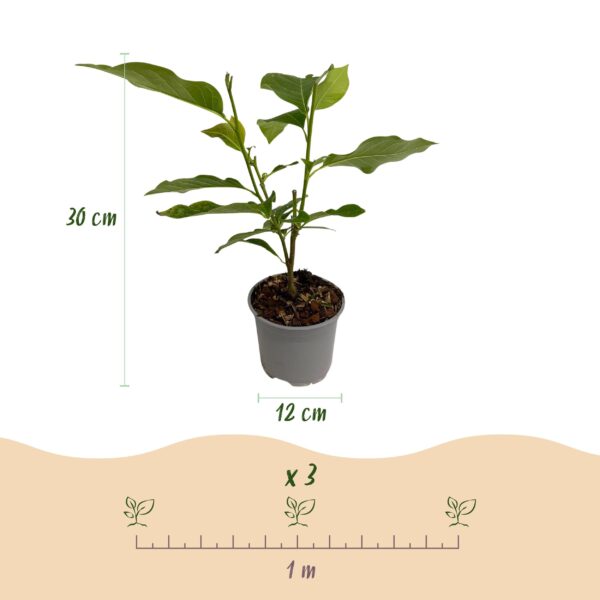 Magnolia Ricki - Bloem Rood - 3 Planten - Bladverliezend - Weinig Onderhoud