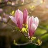 Magnolia Ricki - Bloem Rood - 3 Planten - Bladverliezend - Weinig Onderhoud
