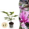 Magnolia Susan - Bloem Paars - 3 Planten - Bladverliezend - Weinig Onderhoud