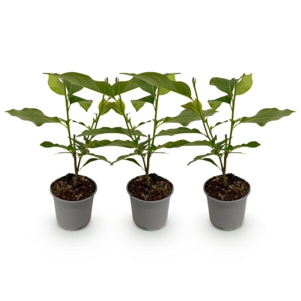 Magnolia Susan - Bloem Paars - 3 Planten - Bladverliezend - Weinig Onderhoud