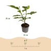 Magnolia Susan - Bloem Paars - 3 Planten - Bladverliezend - Weinig Onderhoud