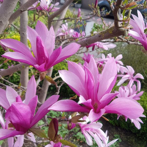 Magnolia Susan - Bloem Paars - 3 Planten - Bladverliezend - Weinig Onderhoud