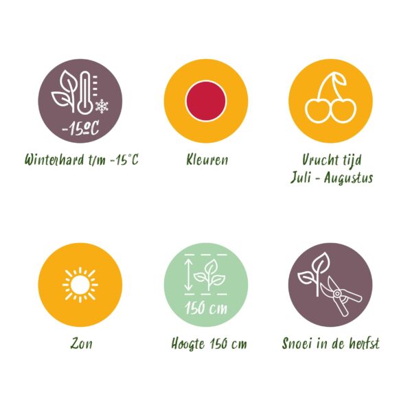 Framboos - Rubus idaeus Ottawa - Winterhard - 6 Planten