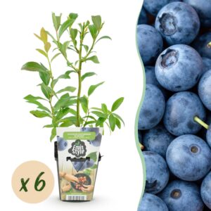 Blauwe Bes - Vaccinium corymbossum Bluecrop - Winterhard - 6 Planten