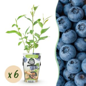 Blauwe Bes - Vaccinium corymbossum Goldtraube - Winterhard - 6 Planten