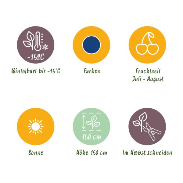 Blauwe Bes - Vaccinium corymbossum Goldtraube - Winterhard - 6 Planten