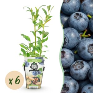 Blauwe Bes - Vaccinium corymbossum Northland - Winterhard - 6 Planten