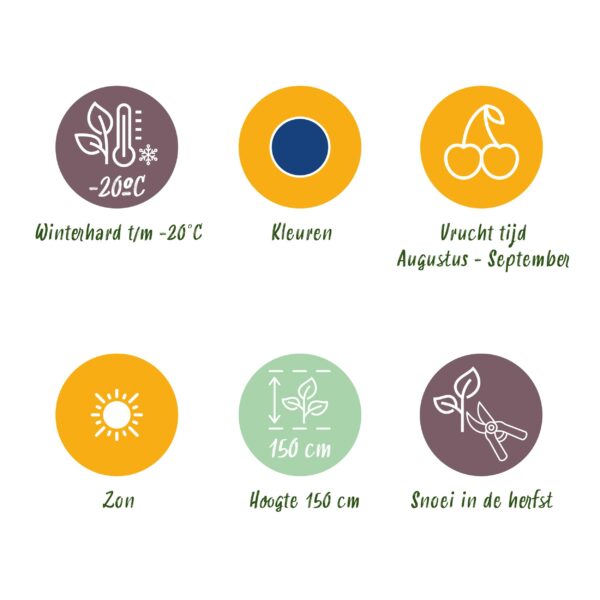 Blauwe Bes - Vaccinium macrophylla Early Black - Winterhard - 6 Planten