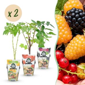 Tricolour - Rode Bes - Gele Framboos - Zwarte Braam  - Winterhard - 6 Planten