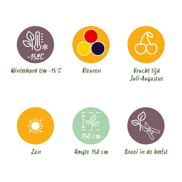 Tricolour - Rode Bes - Gele Framboos - Zwarte Braam  - Winterhard - 6 Planten