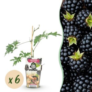 Groenblijvende Braam - Rubus Thornless Evergreen - Winterhard - 6 Planten
