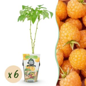 Framboos - Rubus idaeus Fallgold - Winterhard - 6 Planten