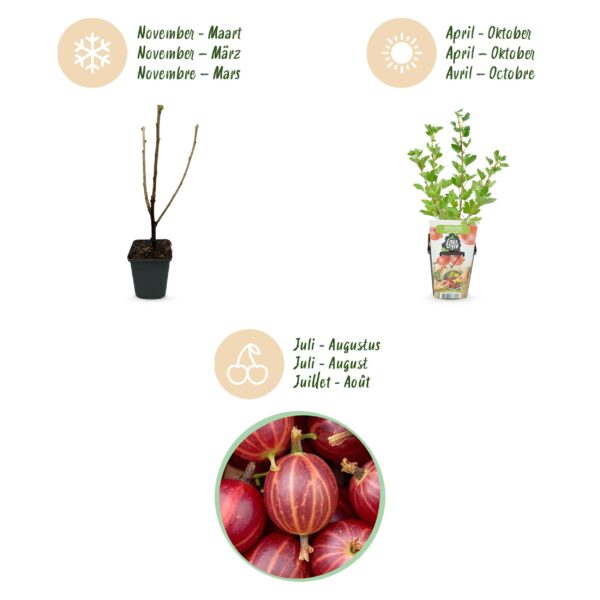 Kruisbes - Ribes uva-crispa Hinnonmaki Rod - Winterhard - 6 Planten