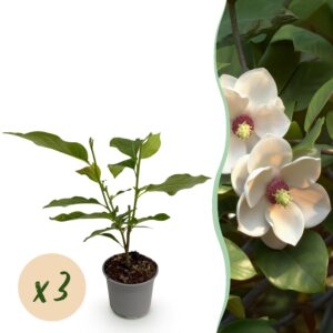thumbnail_6000-168.jpg Magnolia sieboldii - Bloem Wit-Rood - 3 Planten - Bladverliezend - Weinig Onderhoud