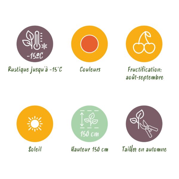 Goijbes - Lycium Barbarum - Winterhard - 6 Planten