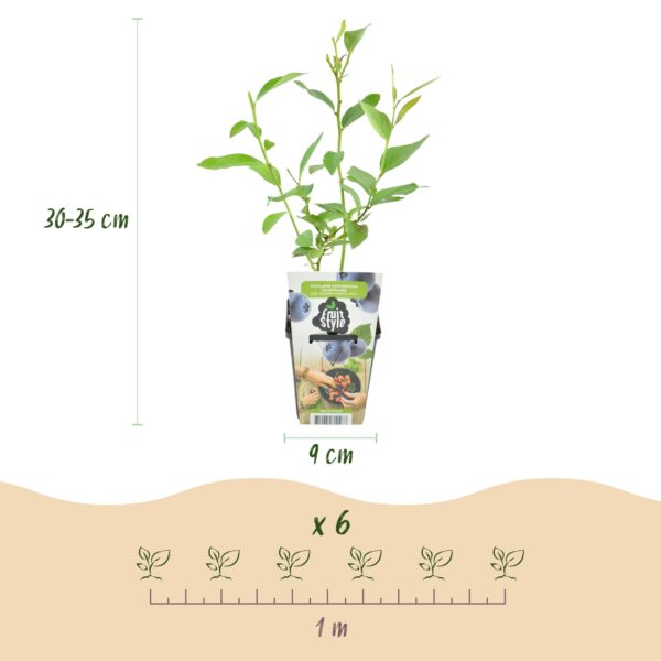 thumbnail_6000-1761.jpg Blauwe Bes - Vaccinium corymbossum Goldtraube - Winterhard - 3 Planten