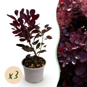 Cotinus coggyria Lilla - Paars 3 Planten - Bladverliezend - Weinig Onderhoud