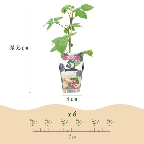 Braam - Rubus Black Satin - Winterhard - 3 Planten