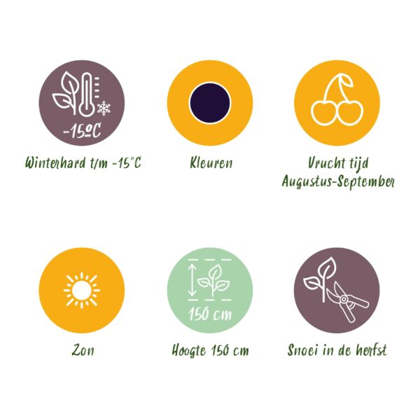 Braam - Rubus Black Satin - Winterhard - 3 Planten