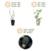 Braam - Rubus Black Satin - Winterhard - 3 Planten