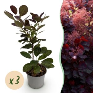 Cotinus coggyria Royal Purple - Paars - 3 Planten - Bladverliezend - Weinig Onderhoud