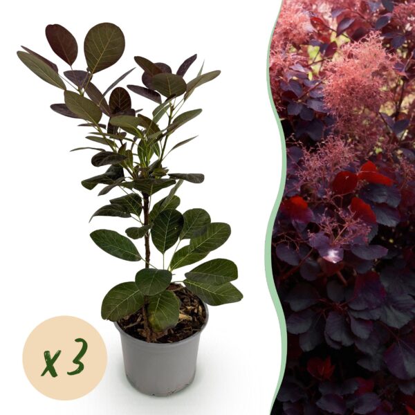 thumbnail_6000-188.jpg Cotinus coggyria Royal Purple - Paars - 3 Planten - Bladverliezend - Weinig Onderhoud
