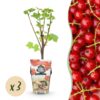 Rode Bes - Ribes rubrum Jonkheer van Tets  - Winterhard - 3 Planten