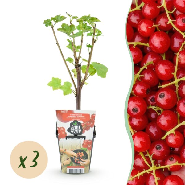 thumbnail_6000-1880.jpg Rode Bes - Ribes rubrum Jonkheer van Tets - Winterhard - 3 Planten