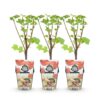 Rode Bes - Ribes rubrum Jonkheer van Tets  - Winterhard - 3 Planten