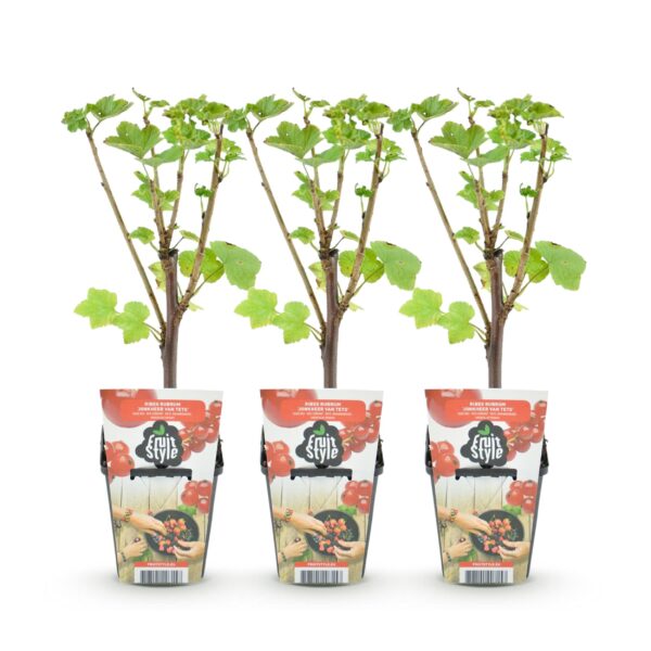 thumbnail_6000-1881.jpg Rode Bes - Ribes rubrum Jonkheer van Tets - Winterhard - 3 Planten