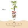Rode Bes - Ribes rubrum Jonkheer van Tets  - Winterhard - 3 Planten