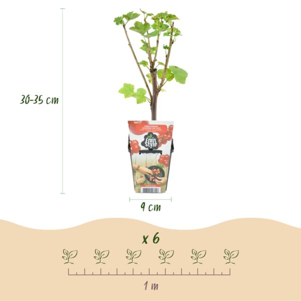 thumbnail_6000-1882.jpg Rode Bes - Ribes rubrum Jonkheer van Tets - Winterhard - 3 Planten