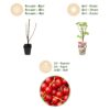 Rode Bes - Ribes rubrum Jonkheer van Tets  - Winterhard - 3 Planten