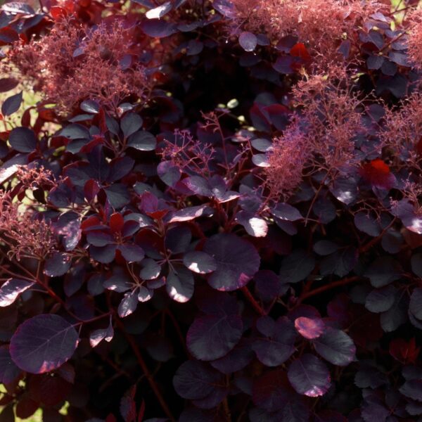 thumbnail_6000-191.jpg Cotinus coggyria Royal Purple - Paars - 3 Planten - Bladverliezend - Weinig Onderhoud