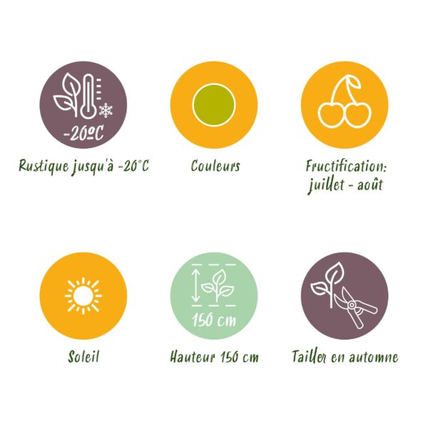 Kruisbes - Ribes uva-crispa Hinnonmaki Grun - Winterhard - 3 Planten