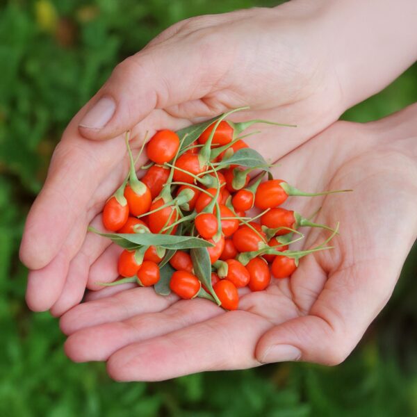 thumbnail_6000-1966.jpg Goijbes - Lycium Barbarum - Winterhard - 3 Planten