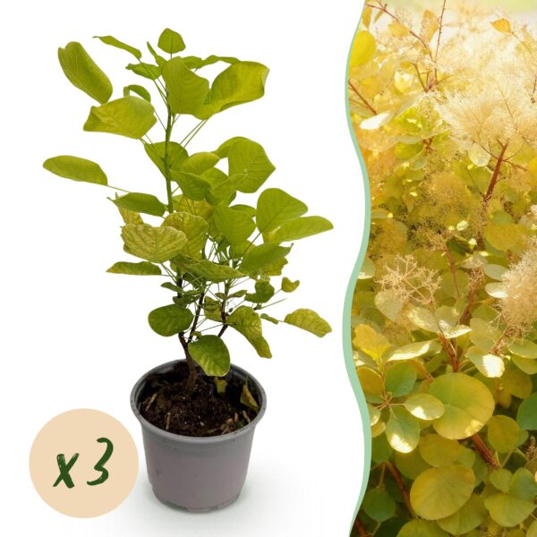 Cotinus coggyria Golden Spirit - Geel - 3 Planten - Bladverliezend - Weinig Onderhoud